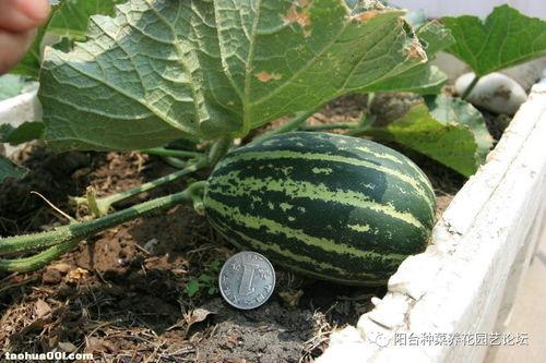 有瓜天天吃瓜吃大瓜,从日常小瓜到盛大瓜果的美食之旅