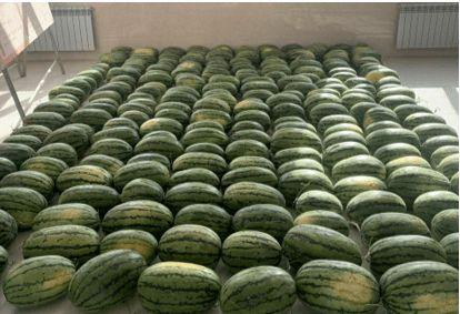 西林校园吃瓜,揭秘校园里的那些事儿