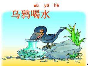瓜哥吃瓜乌鸦喝水视频,一场趣味横生的动物奇遇记