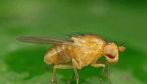 果蝇吃瓜的视频