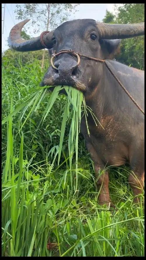 臭臭牛吃瓜,揭秘网络热梗背后的趣味与思考