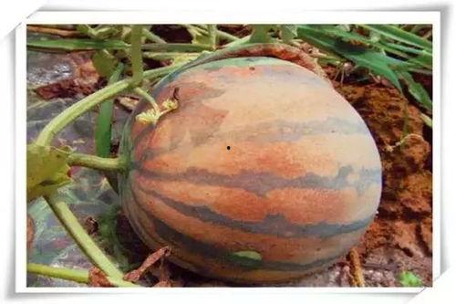 吃瓜都不甜的瓜叫什么,揭秘“吃瓜都不甜”的神秘瓜种