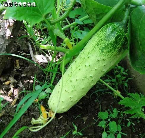 东北旱瓜怎么吃