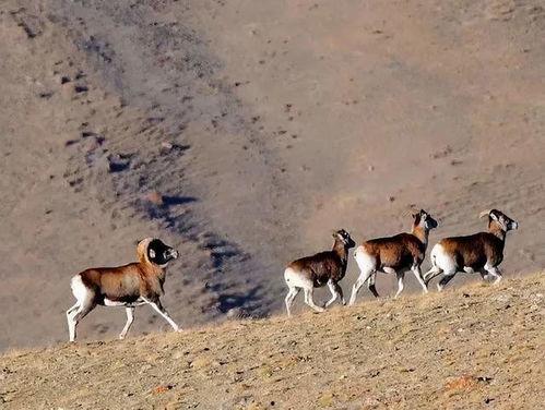 盘羊吃瓜视频,瓜果盛宴大揭秘