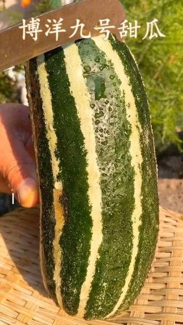 大棚瓜熟了有吃瓜的吗