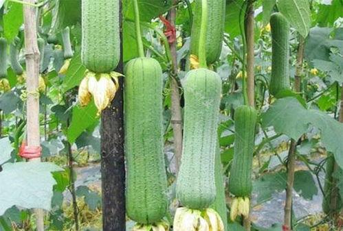 伏脂吃瓜,揭秘美食背后的文化故事